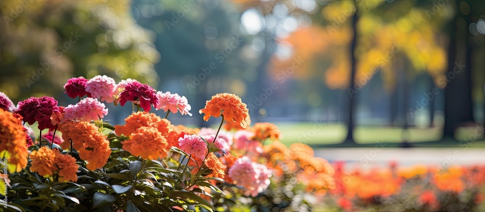 Wall mural autumn flowers beautiful autumn flowers in the autumn park. creative banner. copyspace image