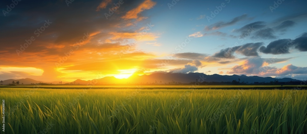 Poster sunset and the evening view of paddy field. creative banner. copyspace image