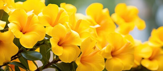 Obraz premium Blooming yellow allamanda flowers Blur background. Creative banner. Copyspace image
