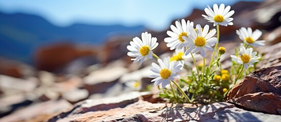 Macro closeup of alpine wild daisy flowers wildflowers on rocky soil ground in Utah hiking trail in mountains. Creative banner. Copyspace image