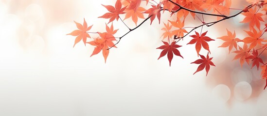 Japanese maple leaves in autumn isolated with selective focus. Creative banner. Copyspace image