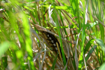 a caterpillar is in the grass with sunlight 