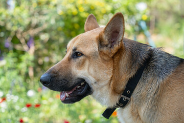 Fototapeta premium A German Shepherd Dog Portrait