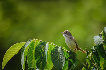 A male common whitethroat sits on a walnut tree branch on a sunny summer day with a green background. 