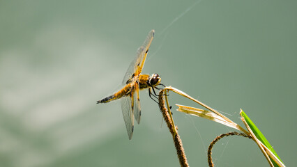 Close up view of four-spotted chaser dragonfly side profile in margins of pond