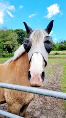 Fly hood with ear protection calms the horse in the paddock