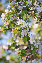 white apple blossom close up