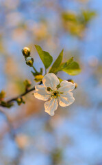 white apple blossom close up
