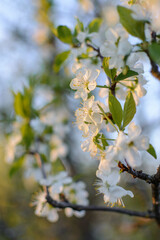 cherry blossom branch close up