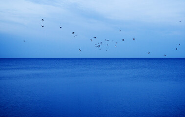 A flock of seagulls against the background of a blue calm sea and sky on a summer evening