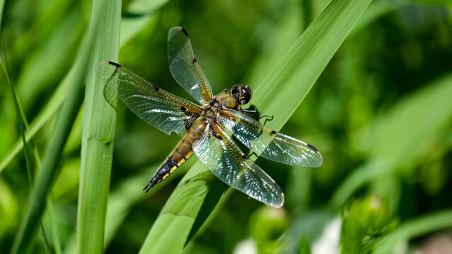 Close up of four-spotted chaser dragonfly spreading wings on green reed in margins of pond