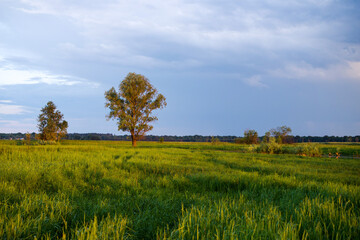 Summer evening landscape with bright cloudy blue sky, green field and trees on the horizon