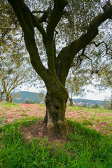 Front view of a centenary olive tree.