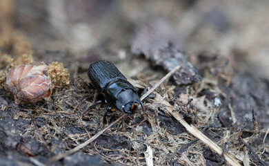 Rhinoceros beetle (Sinodendron cylindricum) on the ground
