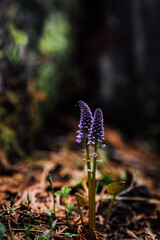 Wild Orchid on Forest Floor