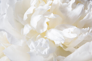 Close-up White Peony Blossoms. A soft focus on white peony petals, delicate textures of buds flower, gentle shades of cream pastel color. Serene and pure aesthetic concept. Macro full bloom.