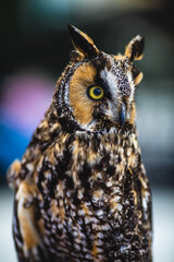Great Horned Owl