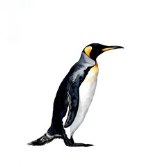 Fototapeta premium drawing of a Penguin Illustration white background