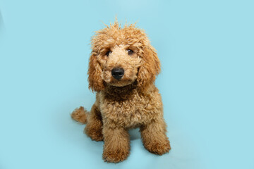 Portrait apricot puppy dog looking with curiosity. Isolated on blue pastel background. Training concept