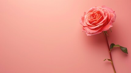 A single pink rose or a bouquet of pink roses on a rustic wooden background