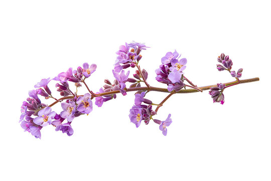 Twig of coral limonium flowers isolated on white or transparent background