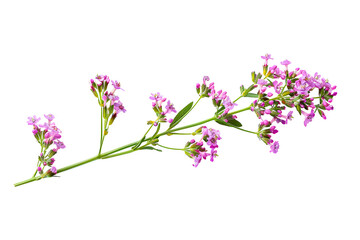 Obraz premium Pink flower branch isolated on white background