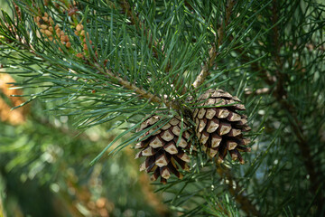 Fototapeta premium Scots pine and its open cones on a branch.