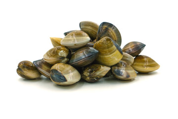 Closed up fresh baby clams, venus shell, shellfish, carpet clams, short necked clams, as raw food from the sea are the seafood ingredients. fresh clams Background. seafood.Isolated on white background