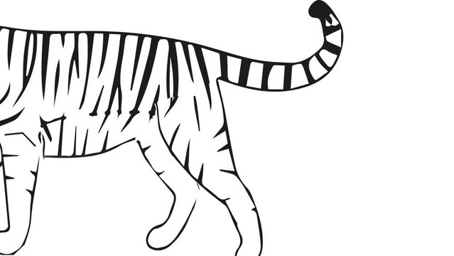 vector tiger walking, tiger, vector tiger walk