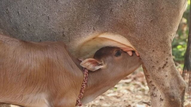 closeup shot of a brown newborn calf eagerly suckling and drinking milk from the udder of mother cow in peaceful environment of the farm