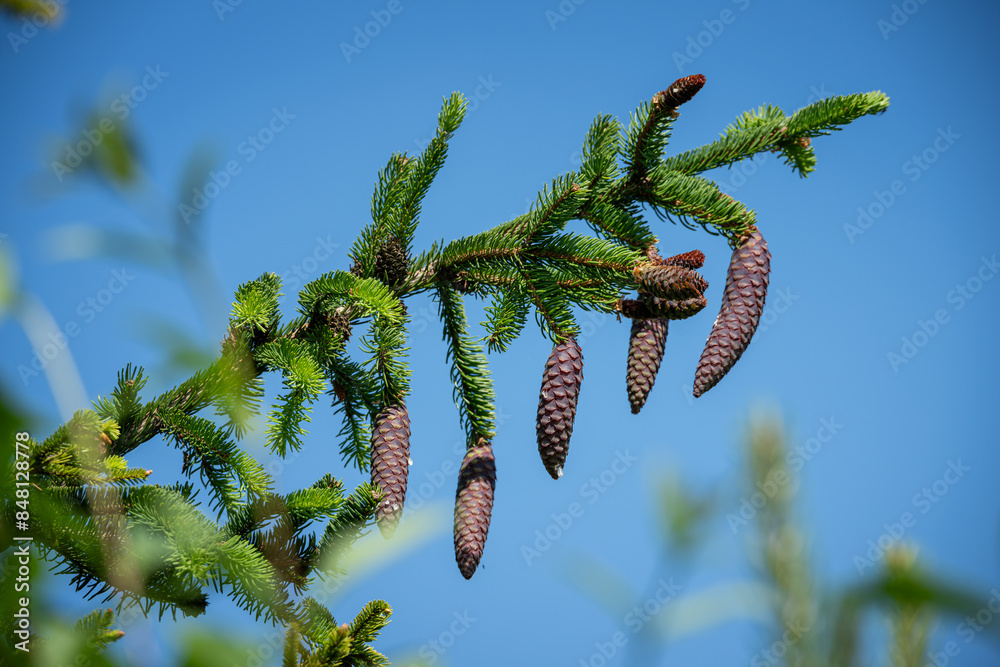 Sticker hanging pine cones on a spruce branch.