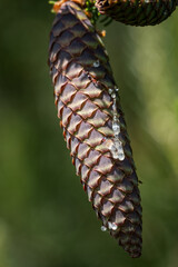 Close-up of a cone with flowing sap.