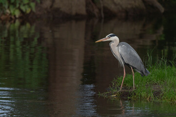 Gray heron (Ardea cinerea) watching for fish in a river.