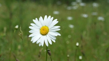A Large Oxeye Daisy Blowing in the Wind on a Summer Day