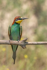 European bee-eater (merops apiaster) on a branch in spring.