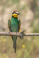 European bee-eater (merops apiaster) on a branch in spring.