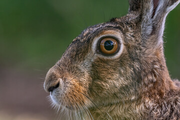 Portrait of a European hare (Lepus europaeus) Brown hare sitting on the ground observing the surroundings in a meadow