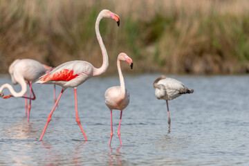 Flamingo (Phoenicopterus roseus) in a pond of a natural reserve.