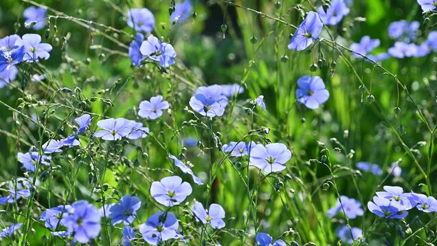 Beautiful blue flowers of Linum perenne sway in the wind in a meadow. the perennial flax, blue flax or lint.