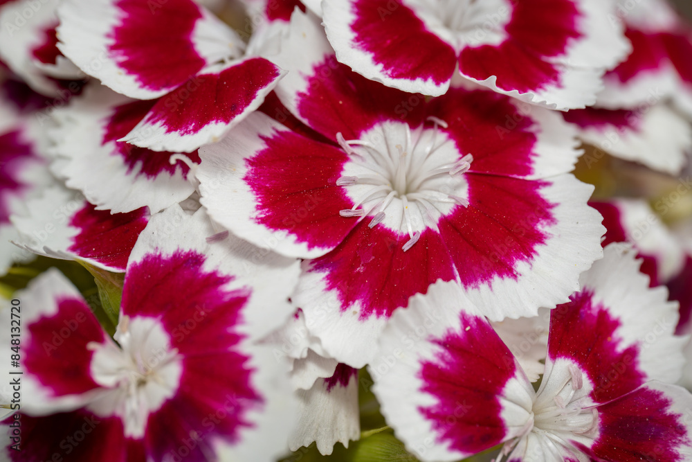 Canvas Prints bearded star - white flowers with a red border.