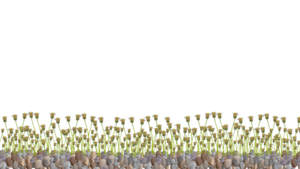 flower buds on gravel isolated on transparent background	
