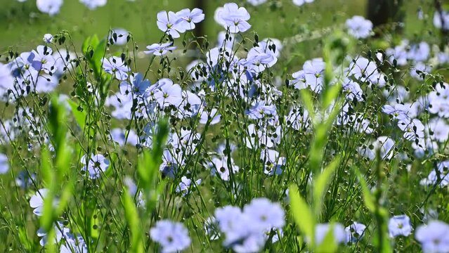 Beautiful blue flowers of Linum perenne sway in the wind in a meadow. the perennial flax, blue flax or lint.
