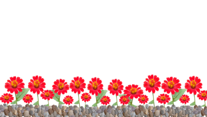 red zinnia flowers on gravel, isolated on transparent background, bottom background.	