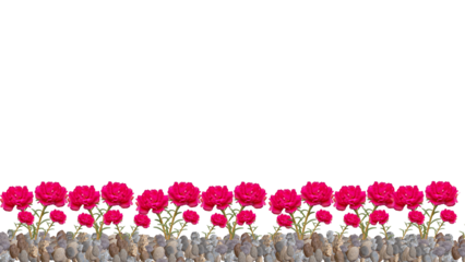 red Purslane, Moss Rose, Ten O'Clock, Sun Rose or Portulaca Grandiflora Flower on gravel, isolated on transparent background, bottom background