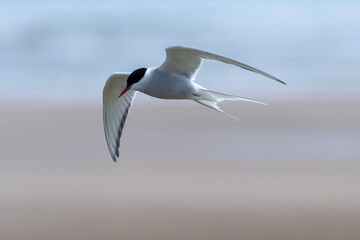 Fototapeta premium arctic tern