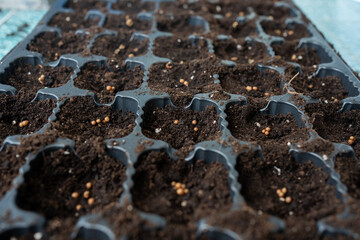 seeds in plastic planter for sowing coriander, black substrate soil and small receptacles for future plants