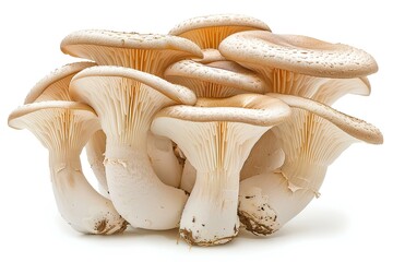 A group of mushrooms sitting on top of each other