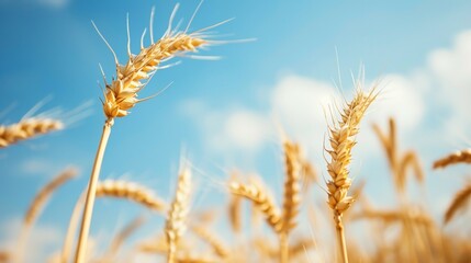Obraz premium Wheat ear in field of farm