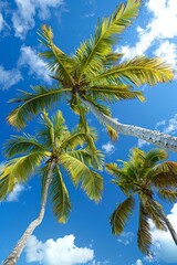 Coconut tree at tropical beach