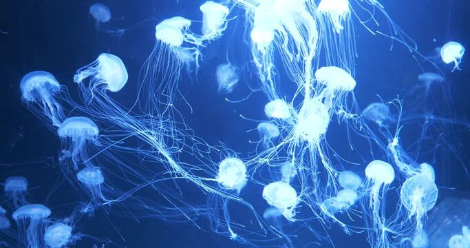 Medusas swims underwater. Beautiful jellyfishes swims in big aquarium. Cinema 4K Slow Motion video